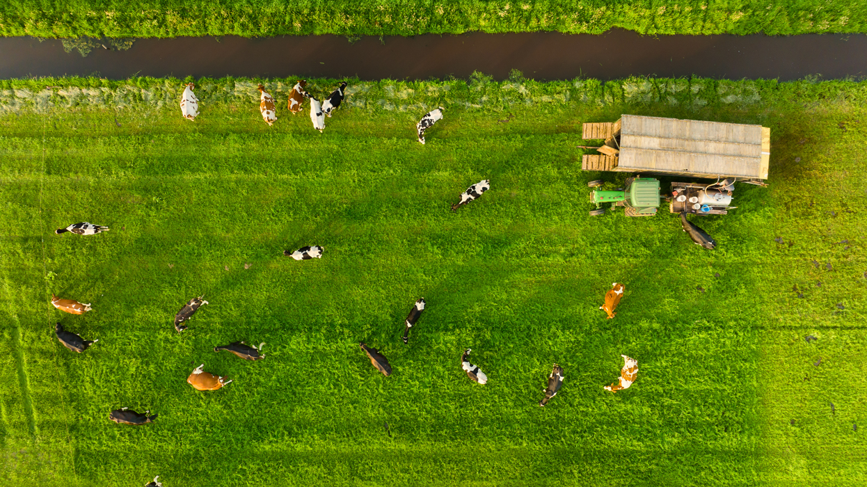 Aerial view of cows peacefully grazing in a lush green field on a sunny day.