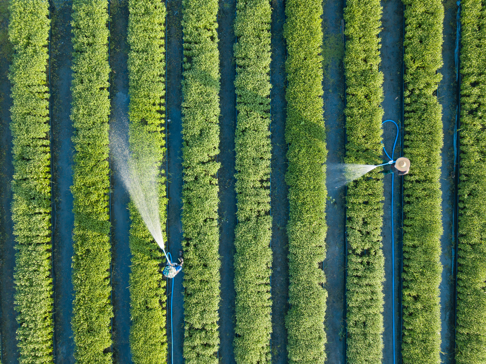 Aerial top view of farmers watering vegetable using hose in the garden that planted in row for agricultural usage purpose