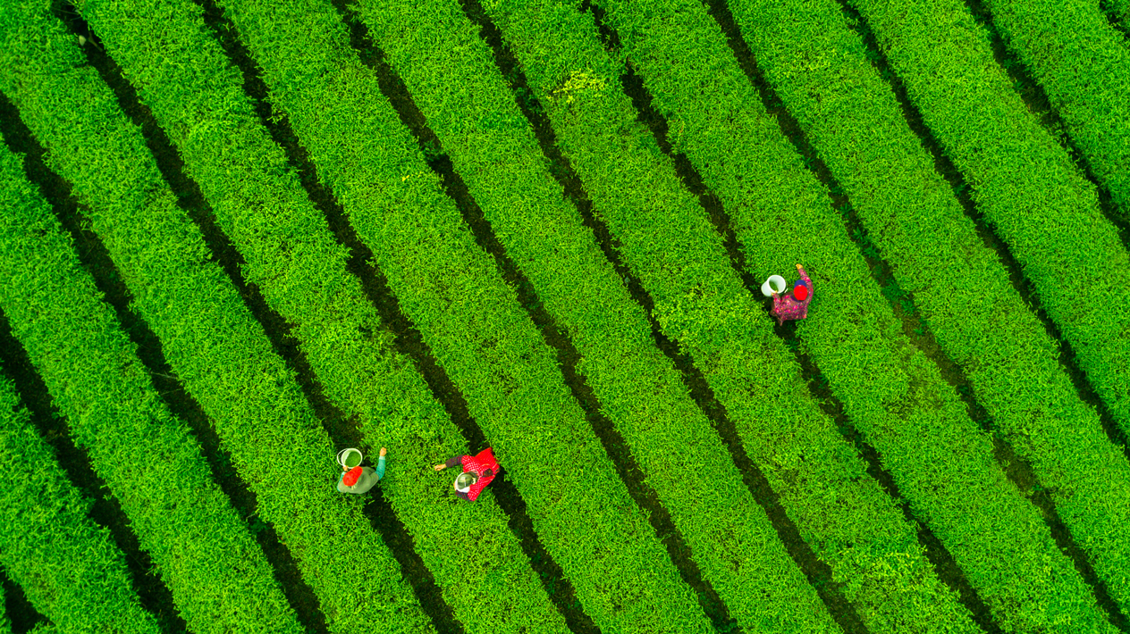 Aerial view of lush tea plantation in China.