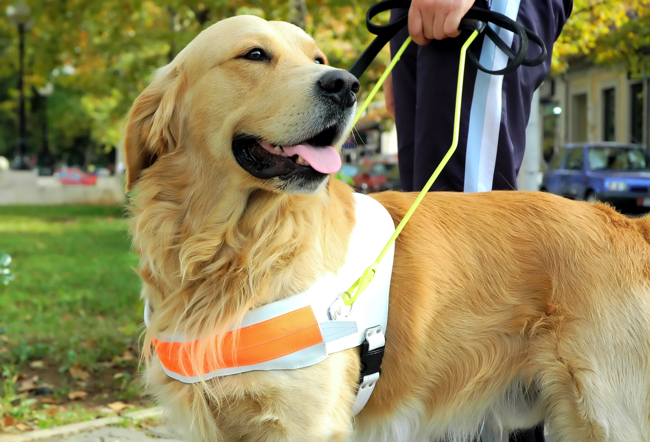 Seeing eye dog with handler outside for a walk